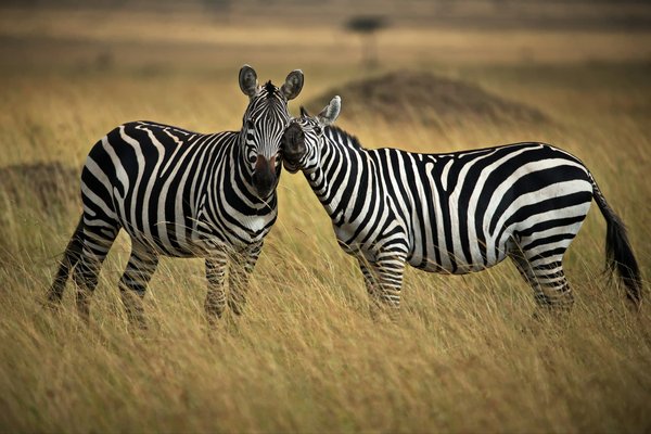 Les secrets d'un safari en tanzanie que vous devez connaître
